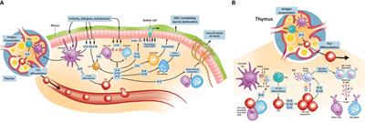 The interleukin-4/interleukin-13 pathway in type 2 inflammation in chronic rhinosinusitis with nasal polyps